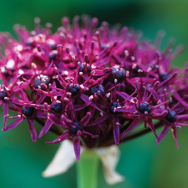 Allium atropurpureum Flower Bulbs
