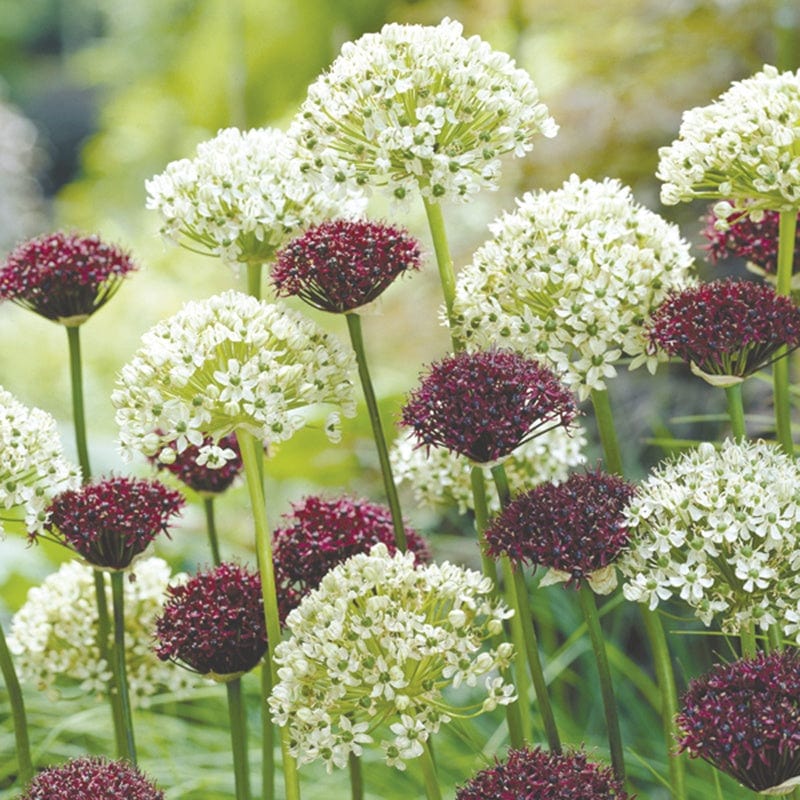 dt-brown FLOWER BULBS Allium atropurpureum & nigrum Bulb Collection