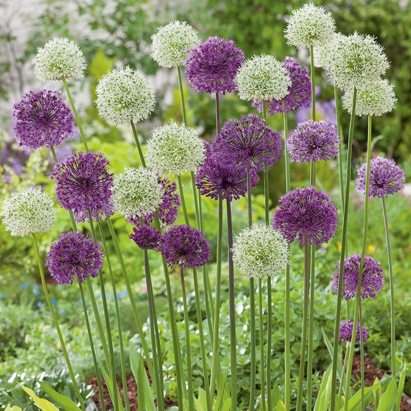 dt-brown FLOWER BULBS Allium Border Flower Bulb Mix