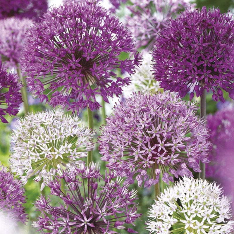 dt-brown FLOWER BULBS Allium Border Flower Bulb Mix