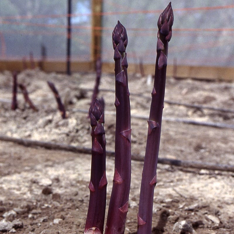 dt-brown VEGETABLE PLANTS Asparagus Burgundine Crowns
