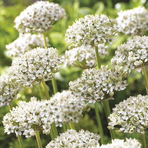 dt-brown FLOWER BULBS Allium Border Flower Bulb Mix