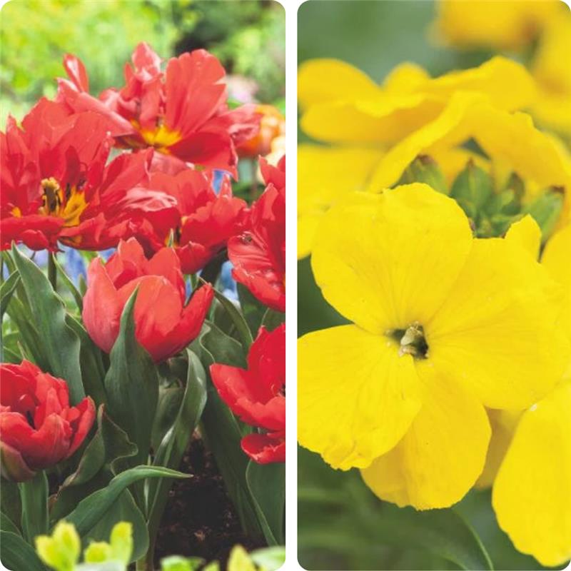 dt-brown Amber Afterglow Tulip and Wallflower Collection