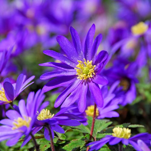 Close-up of a purple flower with a yellow center surrounded by similar flowers.
