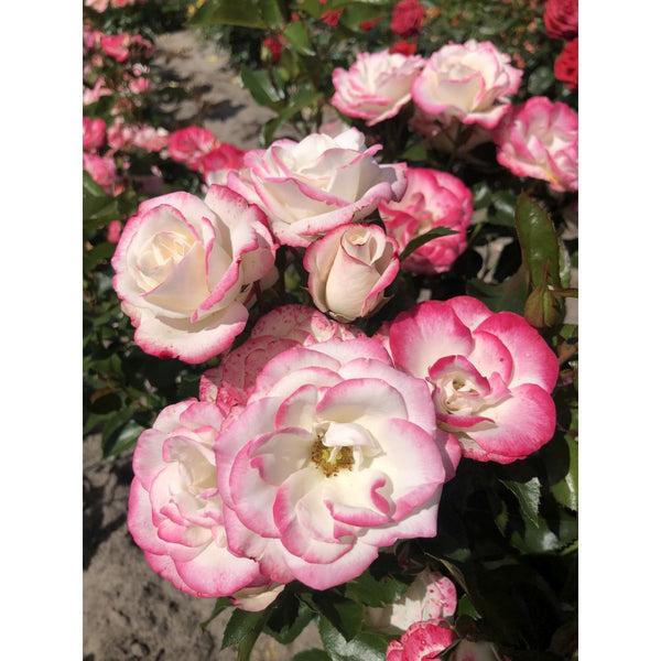 DT Brown Rose Art Deco Bush (Floribunda) | Rose of the Year 2027