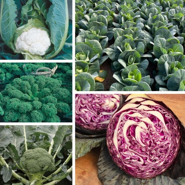 DT Brown VEGETABLE PLANTS Autumn Harvest Brassica Plant Collection