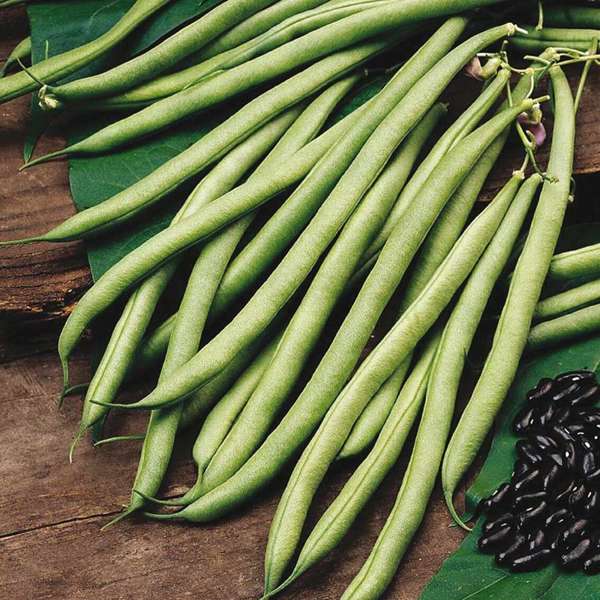 dt-brown VEGETABLE PLANTS French Bean (Early Despatch Climbing) Cobra Vegetable Plants