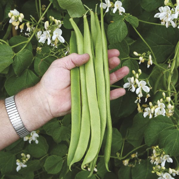 dt-brown VEGETABLE PLANTS Runner Bean Moonlight AGM Plants