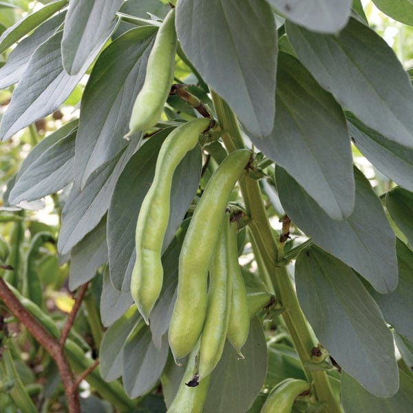 dt-brown VEGETABLE SEEDS Broad Bean Superaguadulce Seeds