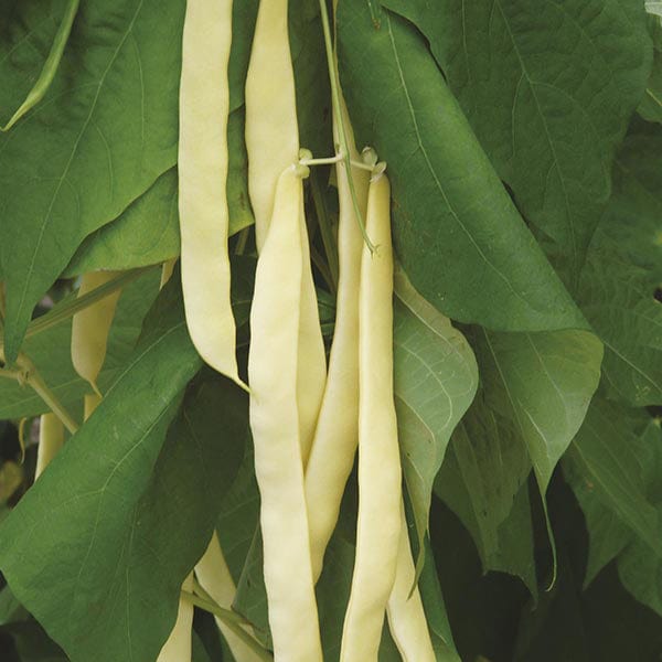 dt-brown VEGETABLE SEEDS French Climbing Bean Golden Gate AGM Seeds