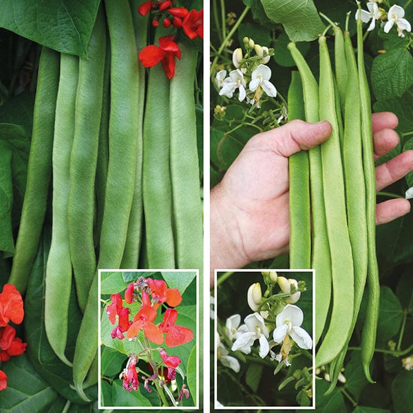 dt-brown VEGETABLE PLANTS 20 Plants (LATE) Self Pollinating Runner Bean Collection