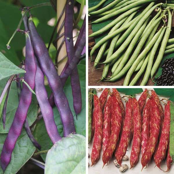 Collage of purple, green, and red beans with leaves.