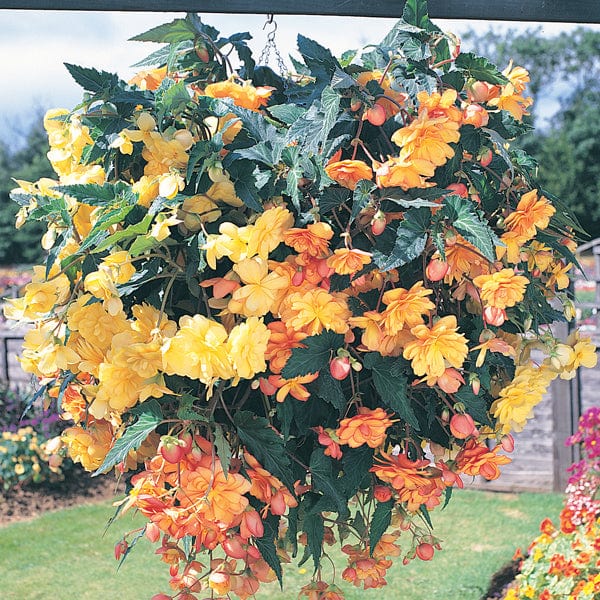 dt-brown FLOWER PLANTS 40 Standard Plug Plants Begonia Illumination Apricot Shades F1 Plug Plants