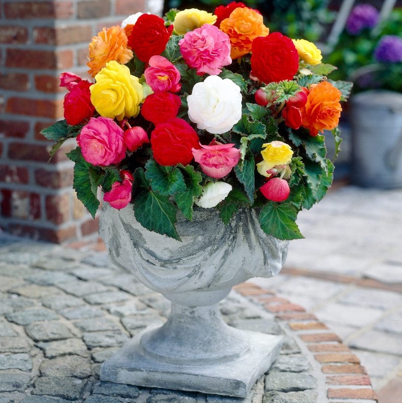 DT Brown FLOWER PLANTS Begonia Non-Stop Mixed F1 Flower Plants