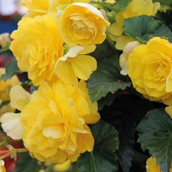 dt-brown FLOWER PLANTS 30 Garden Ready Plants Begonia Illumination Lemon F1 Plug Plants