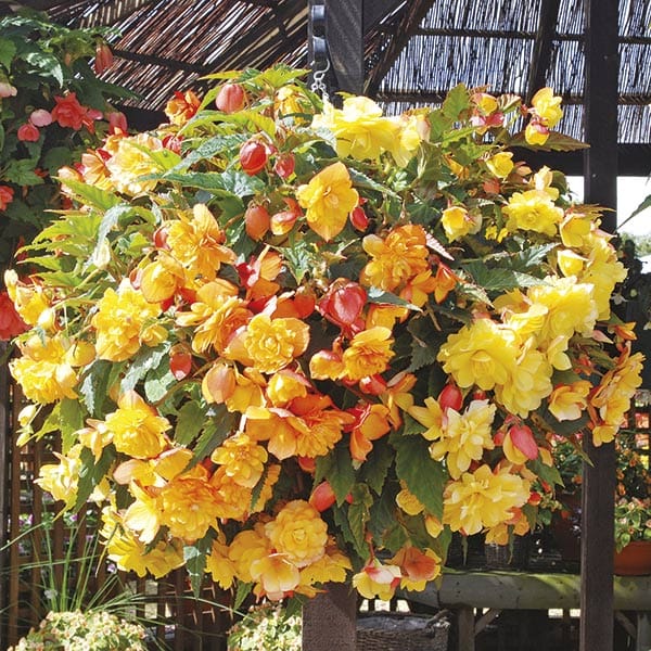 DT Brown FLOWER PLANTS Begonia Illumination Apricot Shades F1 Plug Plants