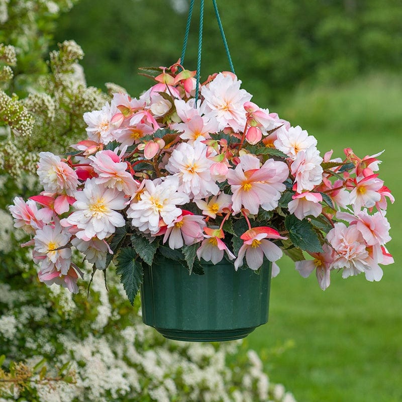 dt-brown FLOWER PLANTS Begonia Sweet Spice Appleblossom