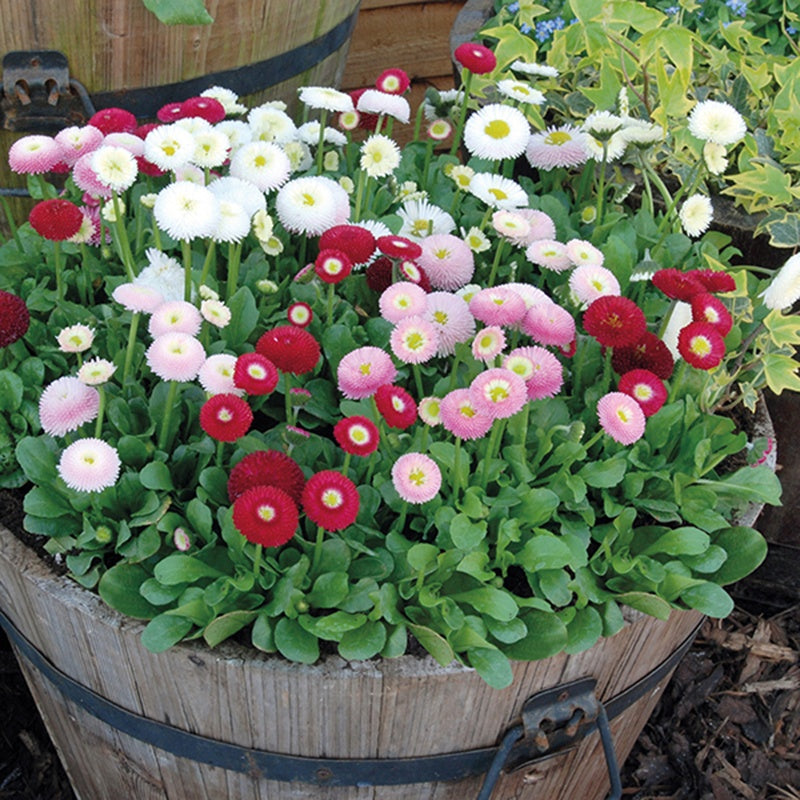 Bellis English Daisy Flower Plants