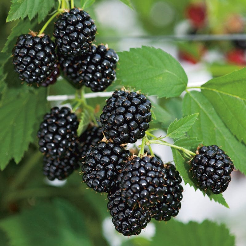 dt-brown FRUIT Blackberry Loch Ness AGM Fruit Plant (Floricane)