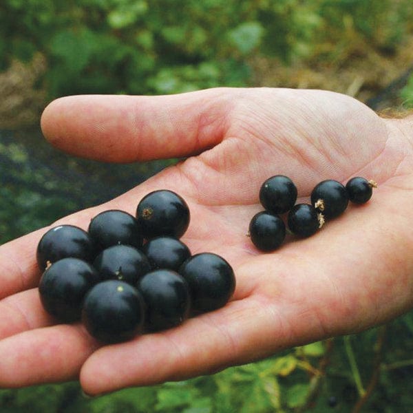Blackcurrant Ebony Fruit Plant