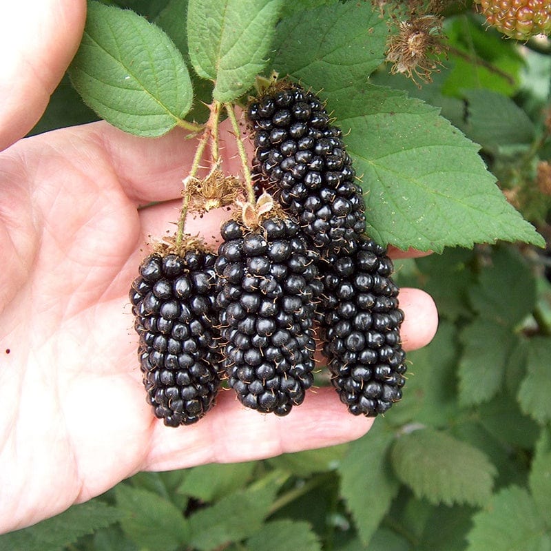dt-brown FRUIT Blackberry Karaka Black Fruit Plant (Floricane)