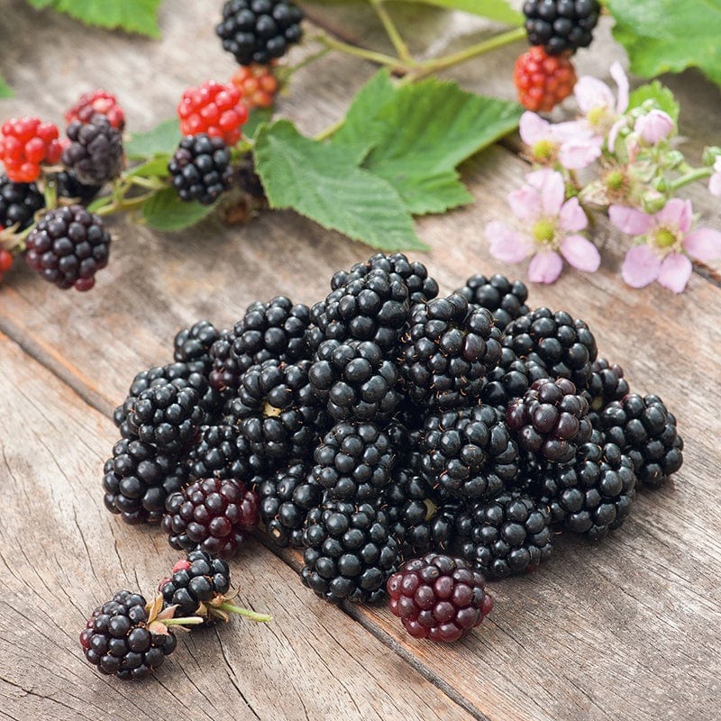 dt-brown FRUIT Blackberry Chester Fruit Plant (Floricane)