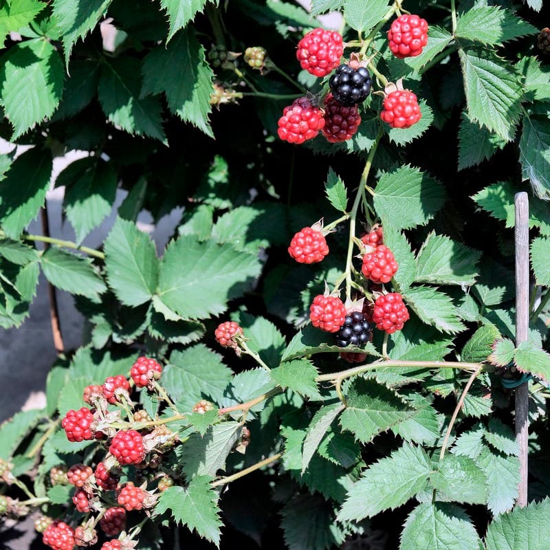 dt-brown FRUIT Blackberry TinyBlack Fruit Plant