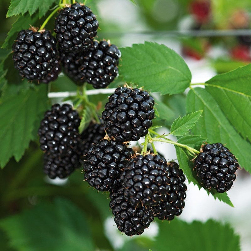 dt-brown FRUIT Blackberry Loch Maree Fruit Plant