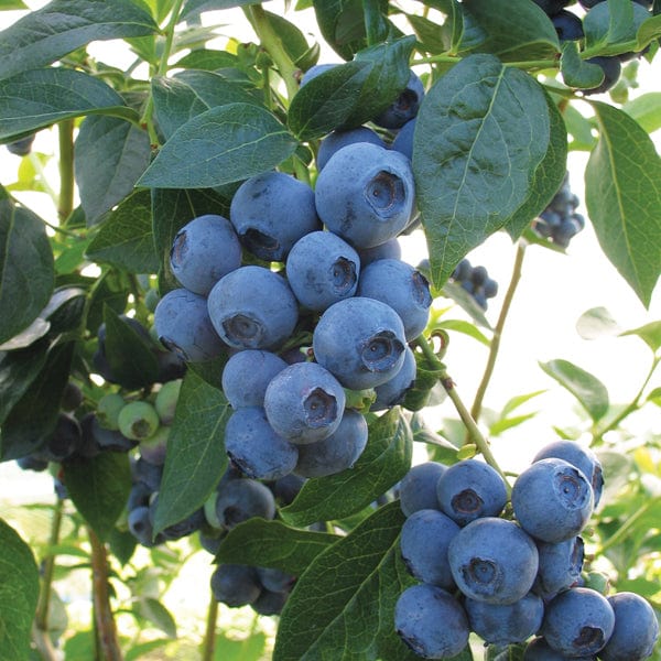 dt-brown FRUIT Blueberry Aurora Fruit Plant