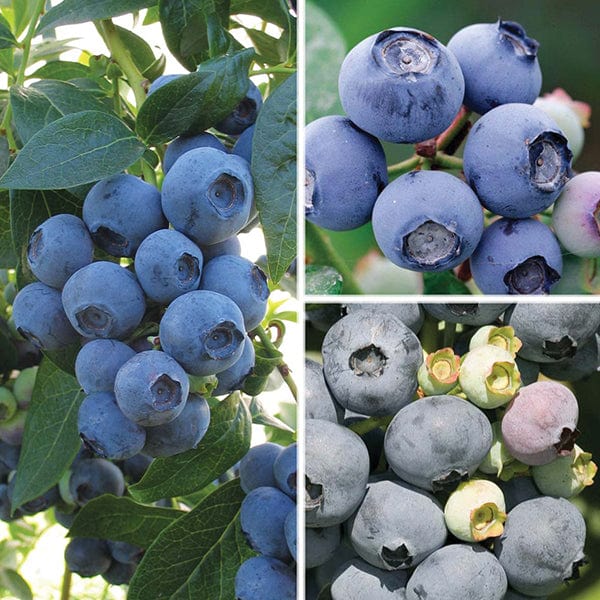 Long Cropping Blueberry Fruit Plant Collection