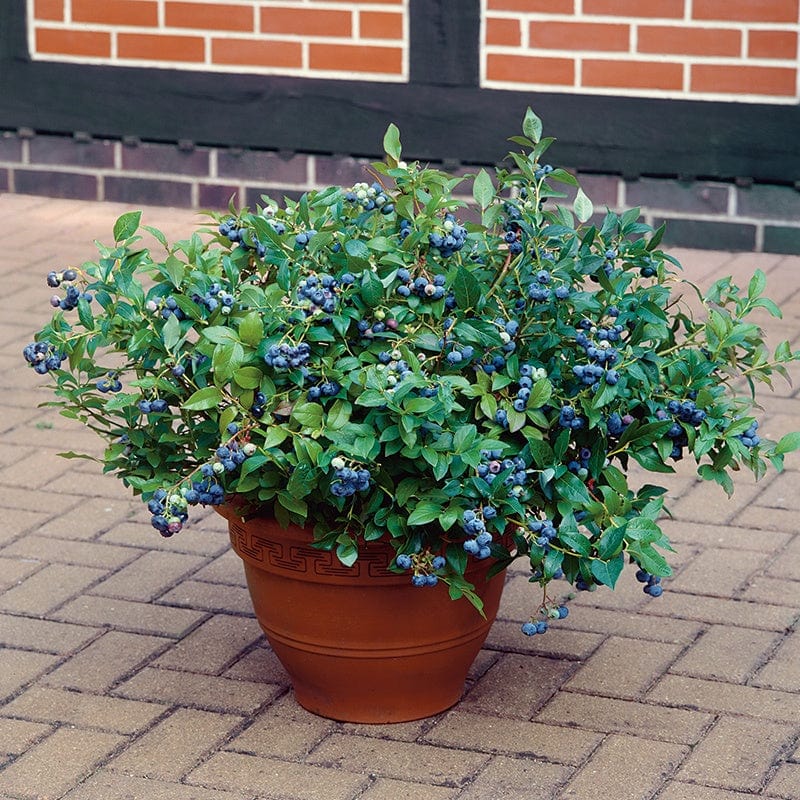 dt-brown FRUIT Blueberry Hortblue Petite Fruit Plant