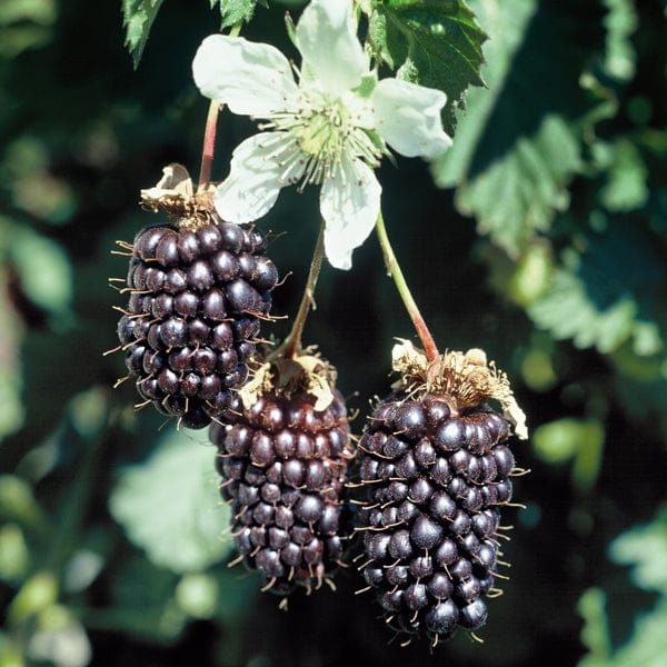 dt-brown FRUIT Boysenberry Fruit Plant