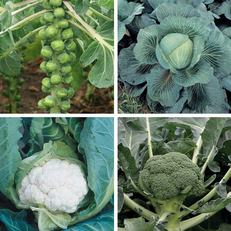 dt-brown VEGETABLE PLANTS 40 Plants (EARLY) Clubroot Resistant Brassica Veg Plant Collection