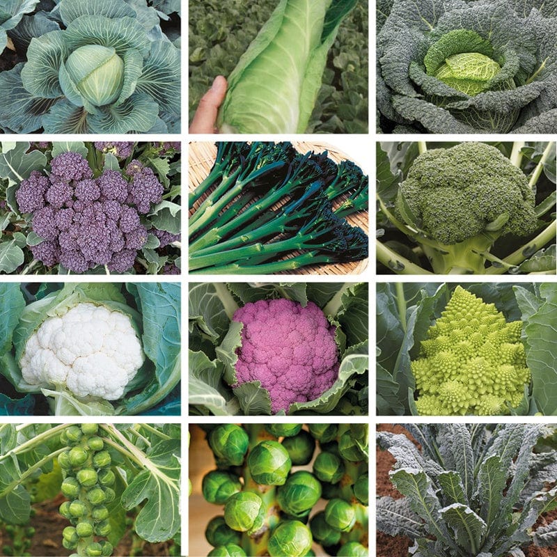 Brassica Bumper Collection Early Vegetable Plants