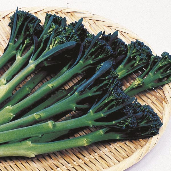 dt-brown VEGETABLE SEEDS Broccoli Tenderstem Green Inspiration F1 Seeds