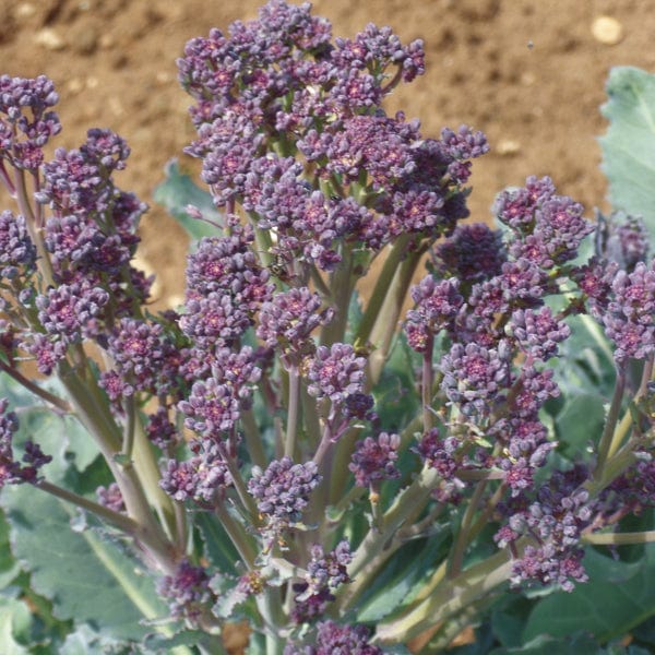dt-brown VEGETABLE PLANTS 10 Plants (EARLY) Purple Sprouting Broccoli Santee F1 Plants