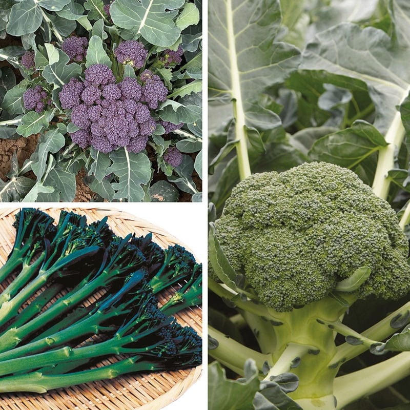 dt-brown 30 Plants (EARLY) Broccoli and Calabrese Collection Vegetable Plants