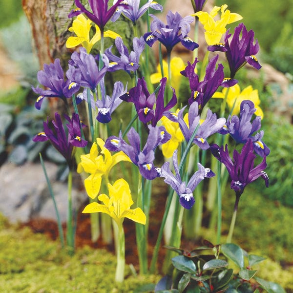 dt-brown FLOWER BULBS Dwarf Iris Flower Bulb Mix