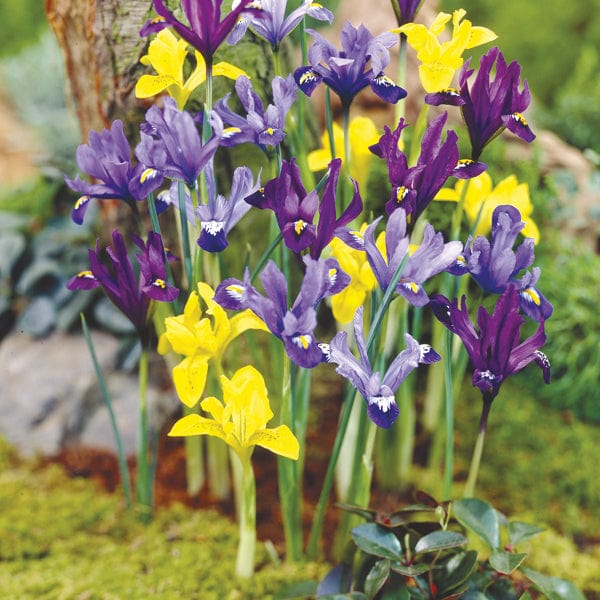 dt-brown FLOWER BULBS Dwarf Iris Flower Bulb Mix