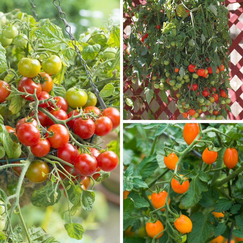 Collage of cherry tomatoes on vines with different colors and stages of ripeness.