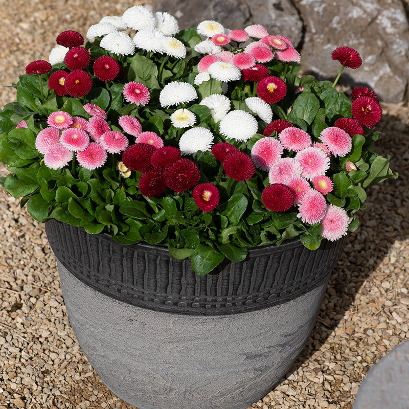 Bellis English Daisy Flower Plants