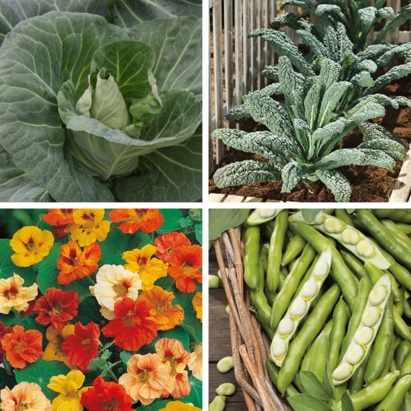 dt-brown Better together: Blooms & Brassicas