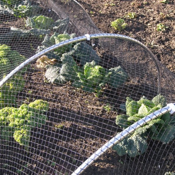 dt-brown Bird Plant Protection Netting