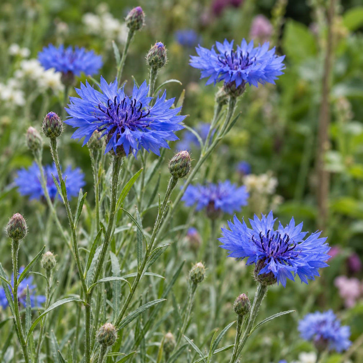 Blue cornflowers and unopened buds growing on slender stems in a garden border.