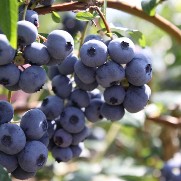 dt-brown FRUIT Titanium Blueberry 2ltr Potted Plant