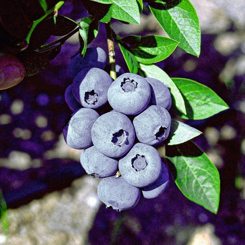 dt-brown FRUIT Blueberry Bluegold Fruit Plant