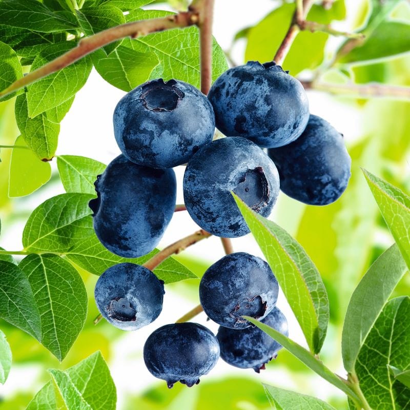 dt-brown FRUIT Blueberry Duke Fruit Plant