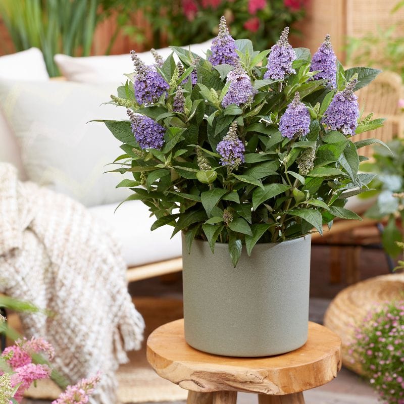 dt-brown Buddleja davidii Lila Sweetheart Flower Plants
