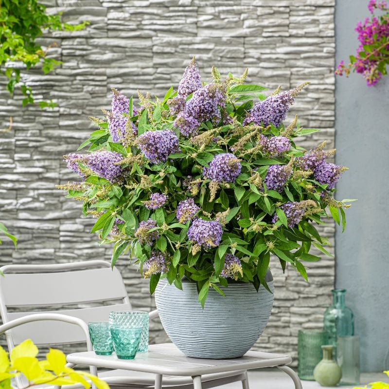 dt-brown 1 x 12cm potted plant Buddleja davidii Lila Sweetheart Flower Plants