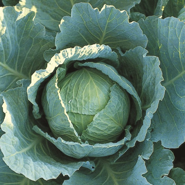Cabbage Tundra F1 Plants